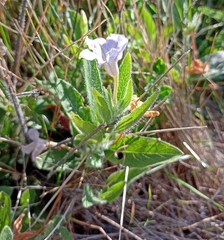 Ruellia humilis