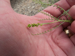 Parryella filifolia