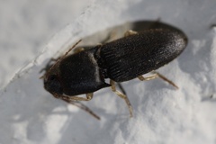 Heteroderes amplicollis