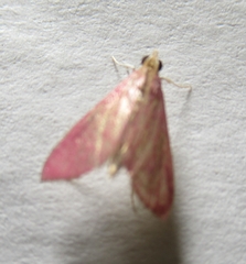 Pyrausta inornatalis