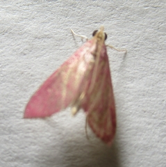 Pyrausta inornatalis