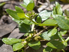 Opercularia ovata