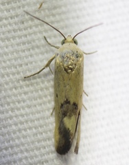 Ponometia tortricina