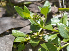 Opercularia ovata