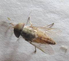 Tabanini