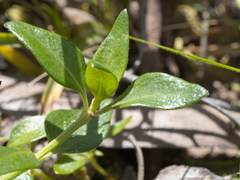 Opercularia ovata