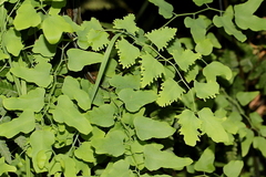 Lygodium microphyllum