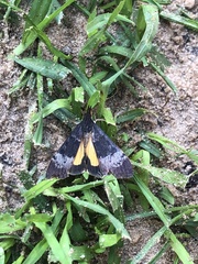 Uresiphita