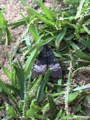 Uresiphita