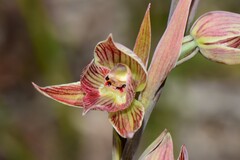 Calochilus imberbis
