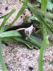 Uresiphita