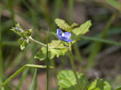 Veronica calycina