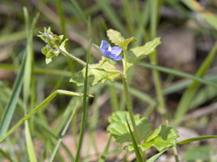 Veronica calycina