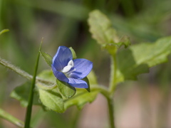 Veronica calycina