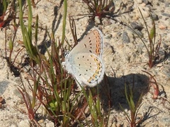 Plebejus anna