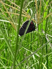 Melanis acroleuca acroleuca