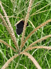 Melanis acroleuca acroleuca