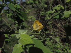 Abutilon grandifolium