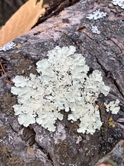 Flavoparmelia caperata