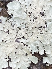 Flavoparmelia caperata