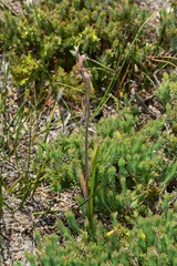 Calochilus imberbis