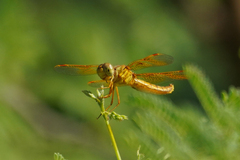 Perithemis intensa