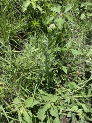 Erigeron variifolius
