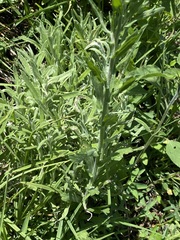 Erigeron variifolius