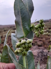 Gomphocarpus glaucophyllus