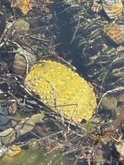 Heliocidaris erythrogramma