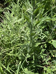 Erigeron variifolius