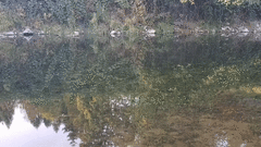 Oncorhynchus tshawytscha