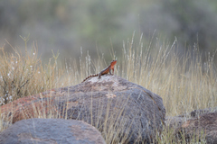 Karusasaurus polyzonus