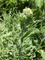 Erigeron variifolius