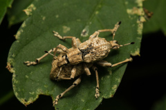Dermatoxenus caesicollis