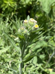Erigeron variifolius