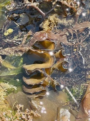 Undaria pinnatifida
