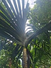 Pandanus conoideus