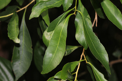 Syzygium