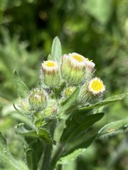 Erigeron variifolius