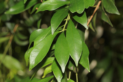 Syzygium