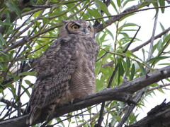 Bubo virginianus magellanicus
