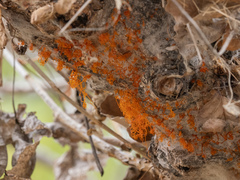 Cytospora chrysosperma