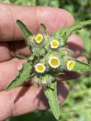Erigeron variifolius