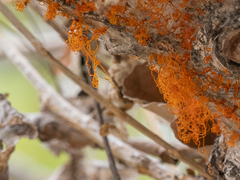 Cytospora chrysosperma