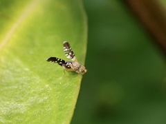 Spathulina acroleuca