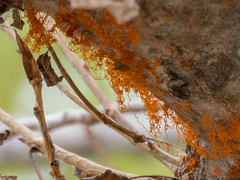 Cytospora chrysosperma