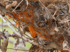 Cytospora chrysosperma
