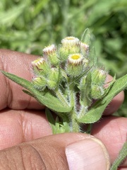 Erigeron variifolius