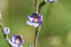 Thelymitra brevifolia